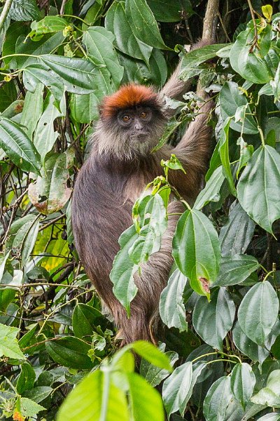 01 Oeganda,Kibale Forest, rode colobus.jpg